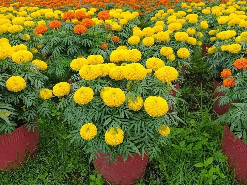 Looking to keep snakes away naturally? Try planting these 8 garden plants