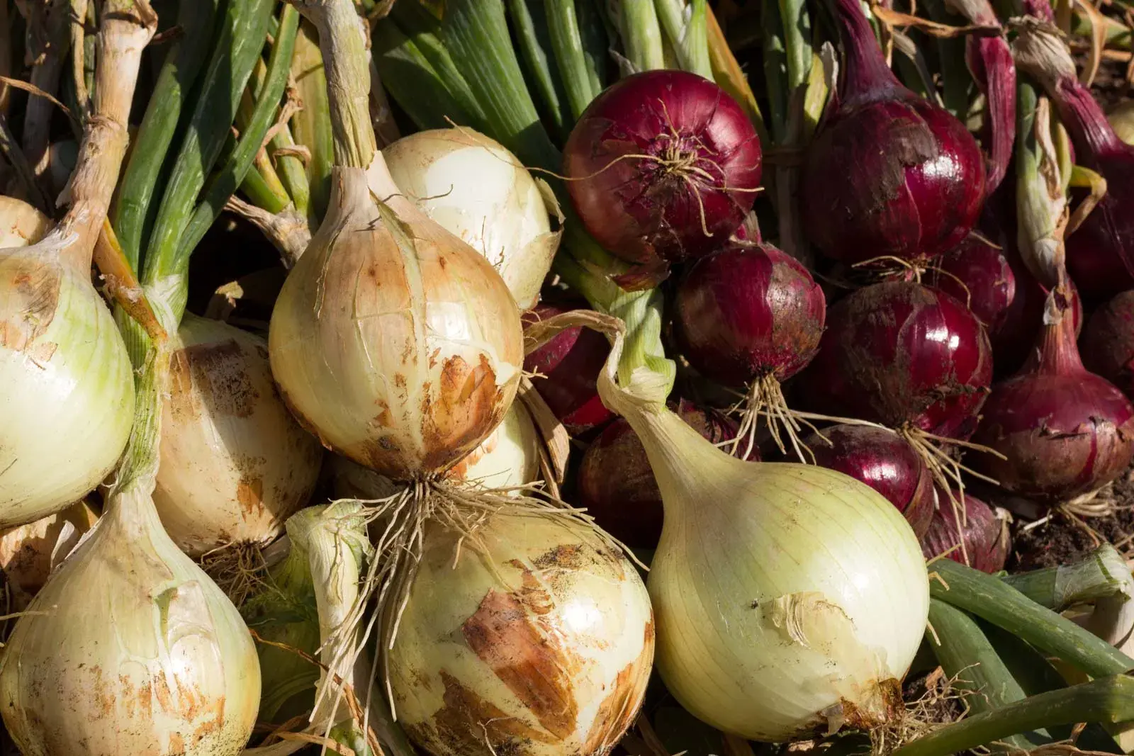 Experts say that consuming onions may lead to surprising reactions