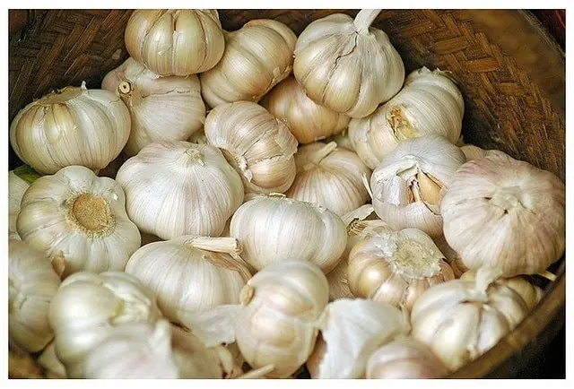 Garlic has health benefits but it can be dan.gerous for these 4 groups