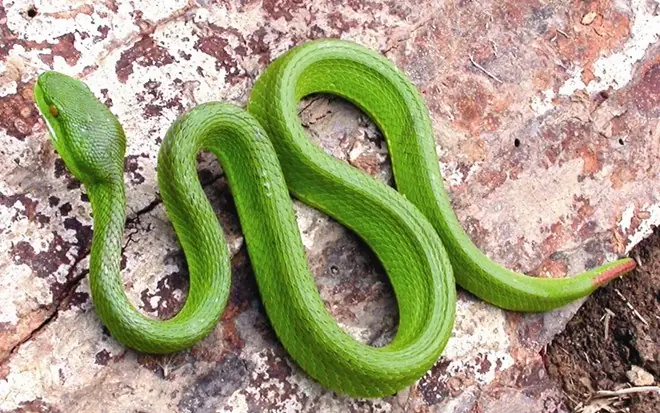 These common substances may help keep snakes away if one enters your home
