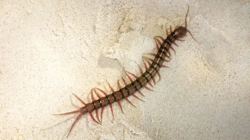Spotting a centipede indoors? Here’s what it may be telling you