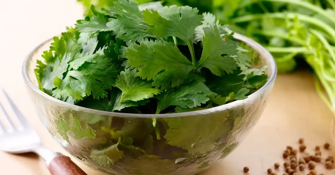 Coriander or Cilantro? This Everyday Herb May Offer More Health Benefits Than You Think