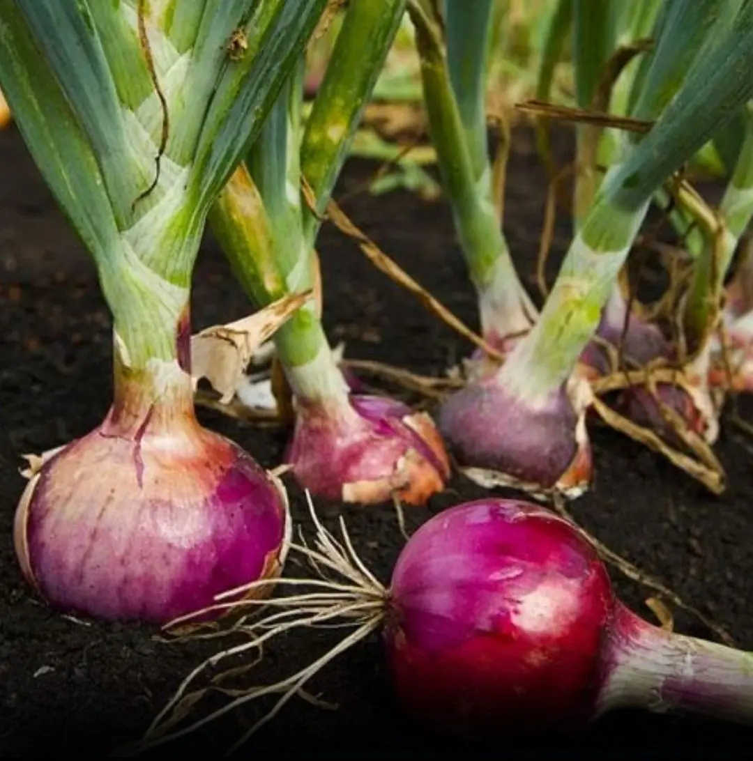 Doctors reveal that eating onion caus...