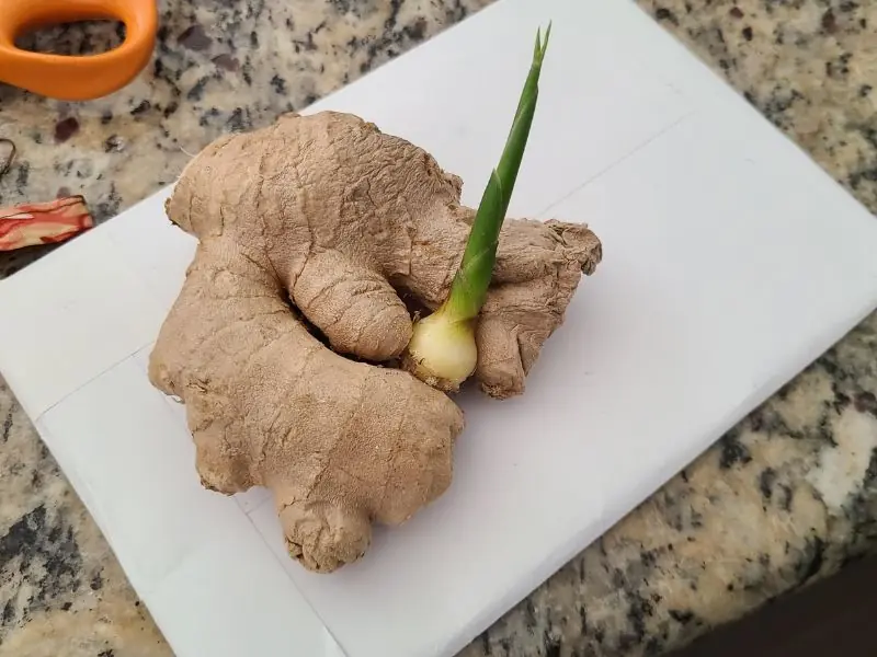 Is it okay to use ginger that has begun to grow sprouts?