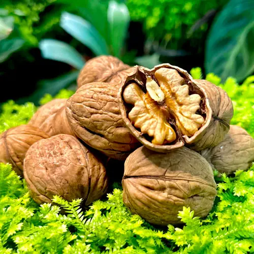 Eating walnuts regularly may cause surprising changes—doctors explain