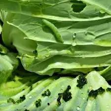 Tapeworm Risk: 7 Vegetables That Can Become Contaminated If Not Washed Properly