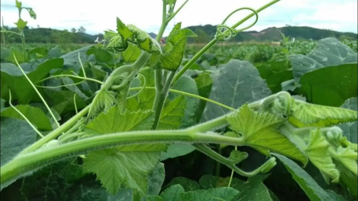 A Humble Village Vegetable Packed with Nutrients—Why Pumpkin Leaves Are Called “Poor Man’s Ginseng”