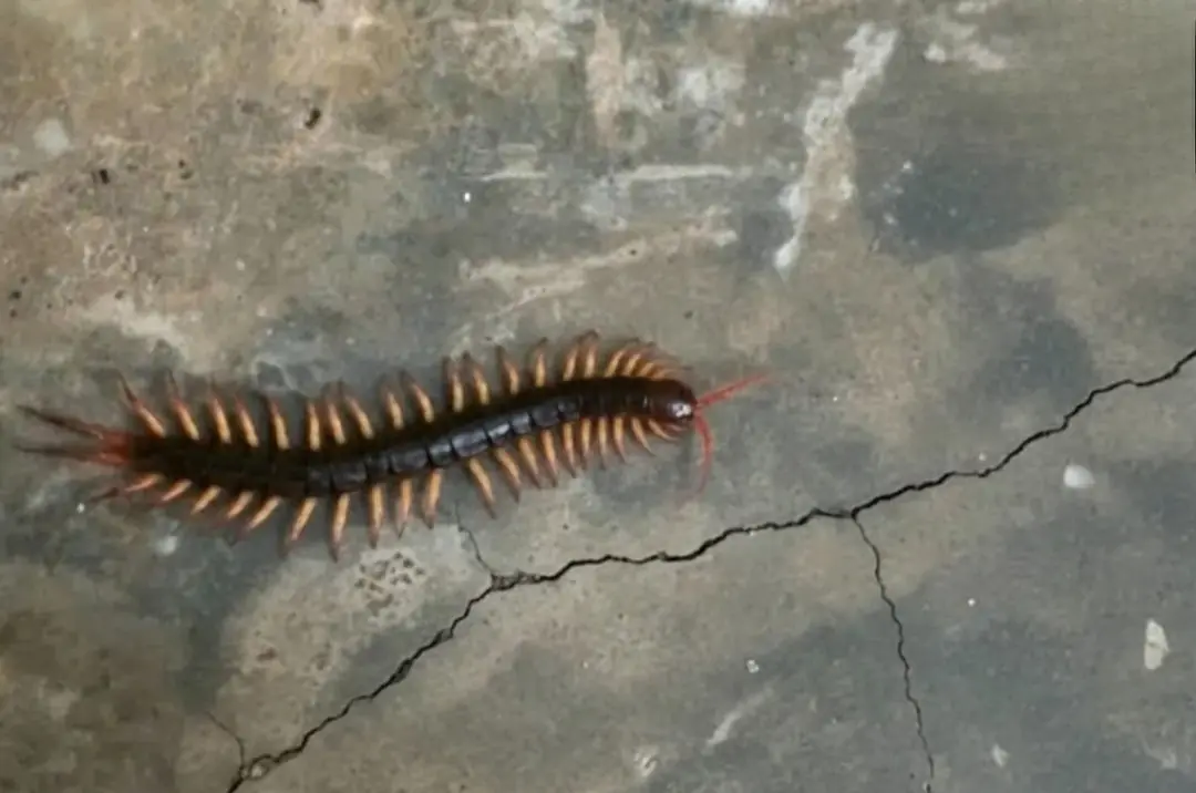 Seeing a millipede in your house? Think twice before kil.ling it