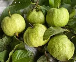 Doctors explain the hidden benefits and risks of eating guava