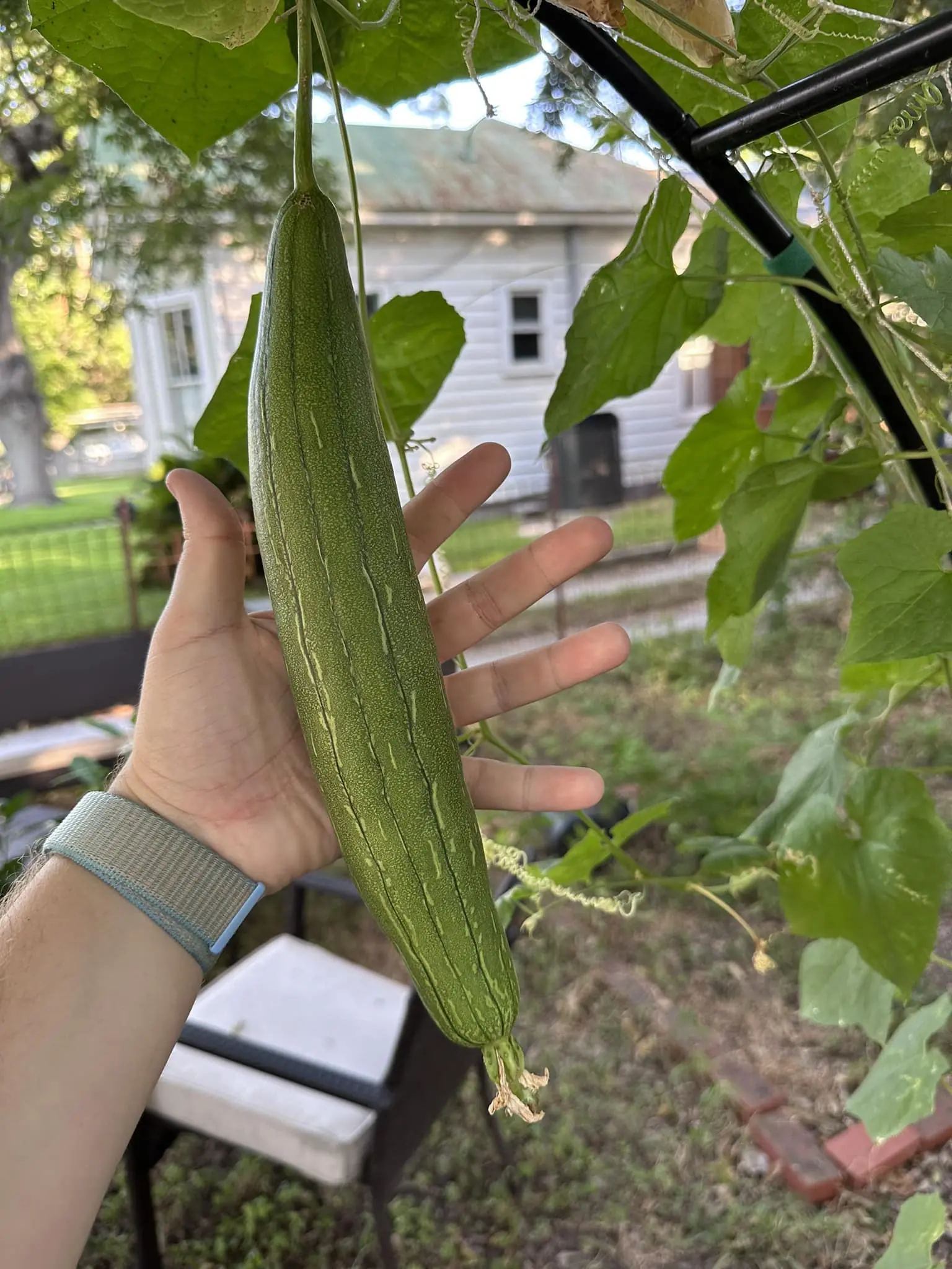 6 Surprising Reasons Luffa Is Healthier Than You Think