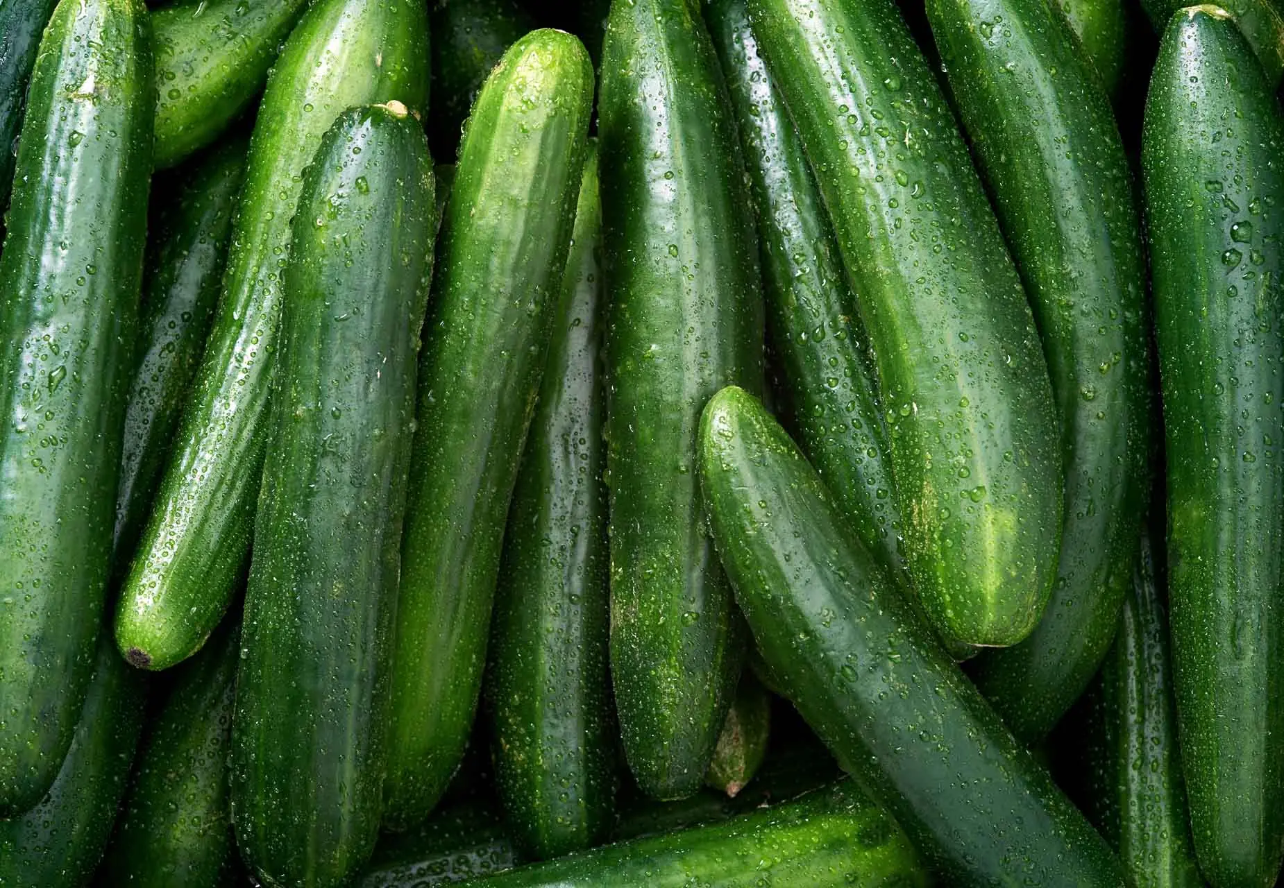 Avoid These Food Pairings with Cucumbers to Protect Your Health