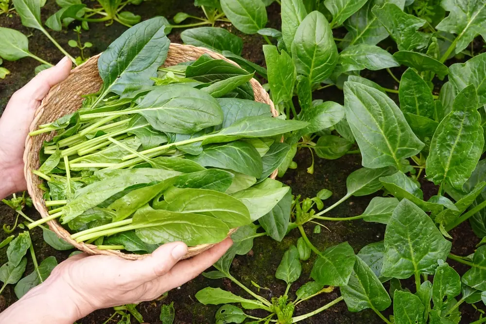 Overconsumption of Common Vegetables Linked to Sudden Kid.ney Failure—What You Need to Know