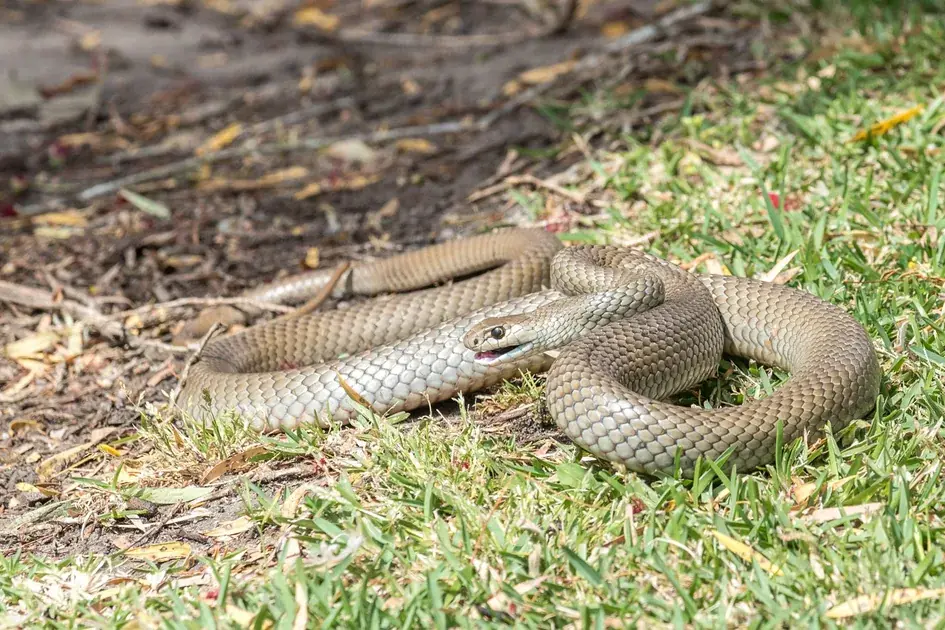 7 Natural Scents That May Help Keep Snakes Away From Your Home