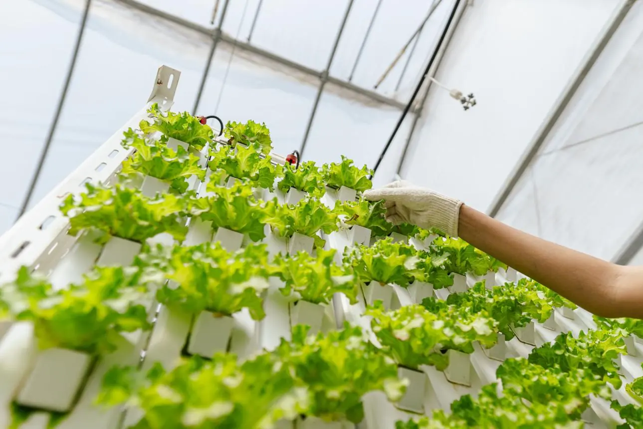 Leafy Greens and Health: What Science Really Says About Their Benefits