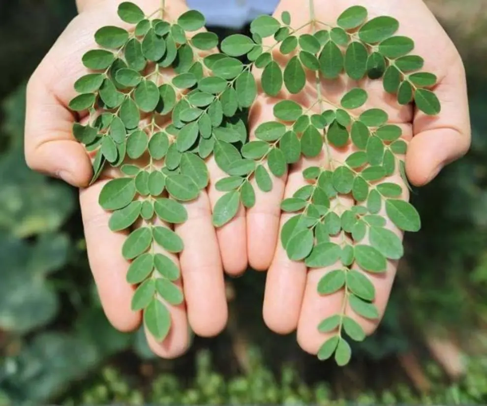 Moringa Leaves: The “Miracle Vegetable” Gaining Global Attention