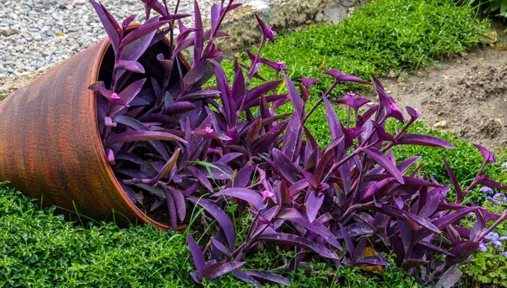 Tradescantia pallida: The Purple Plant That’s More Than Just Decorative