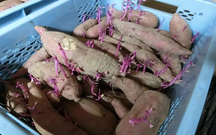 8 Important Things to Know Before Eating Sweet Potatoes