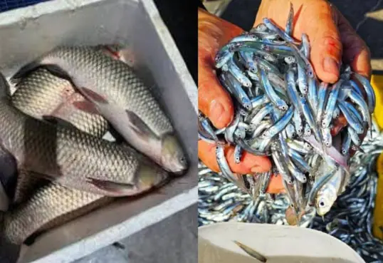 2 types of fish contain a lot of collagen, are easy to buy, ch.eap and every housewife should buy