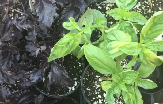 "King of herbs" is good for the heart and breaks down kidney stones