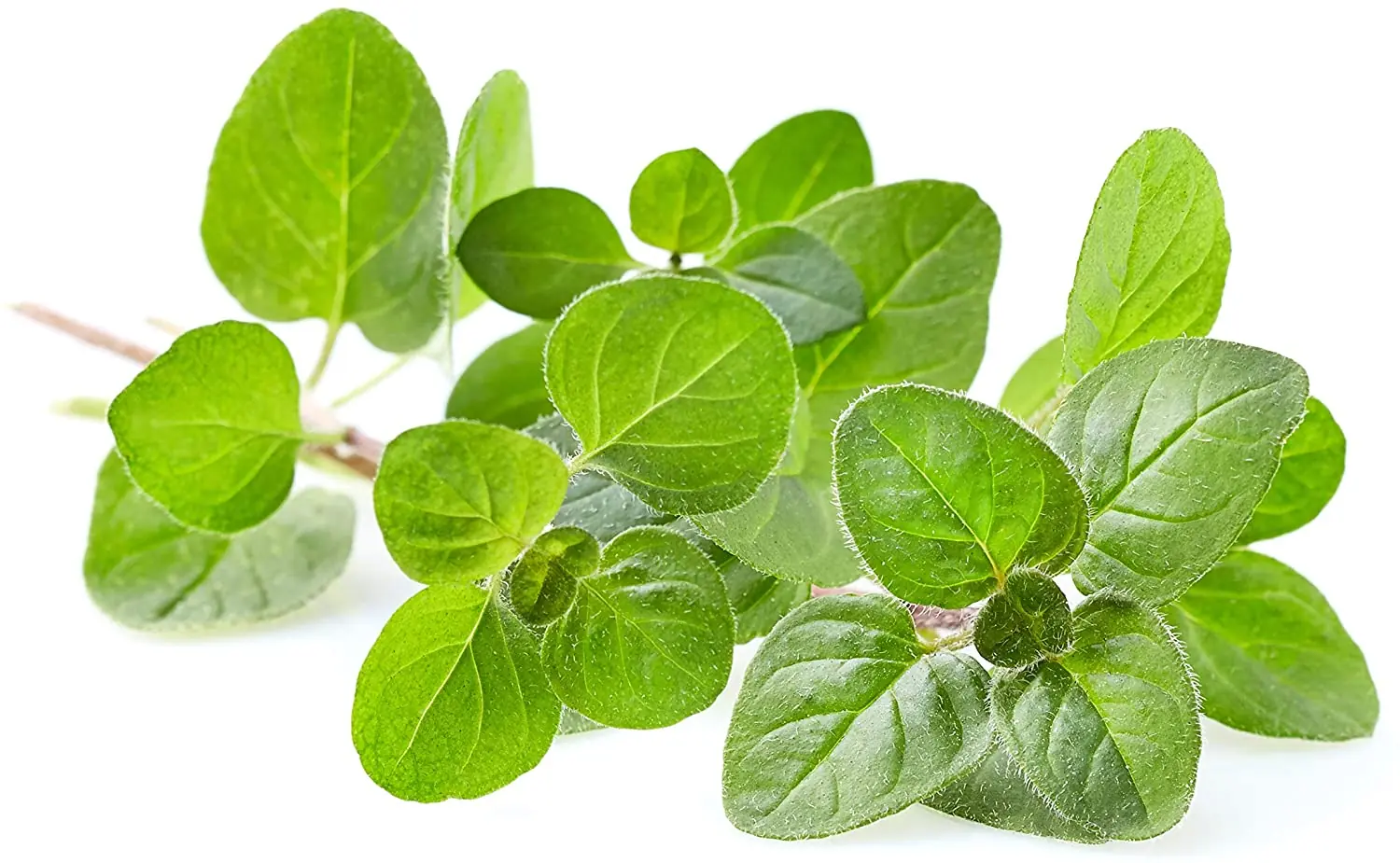 Can Oregano Improve Your Health? Here’s What Experts Say