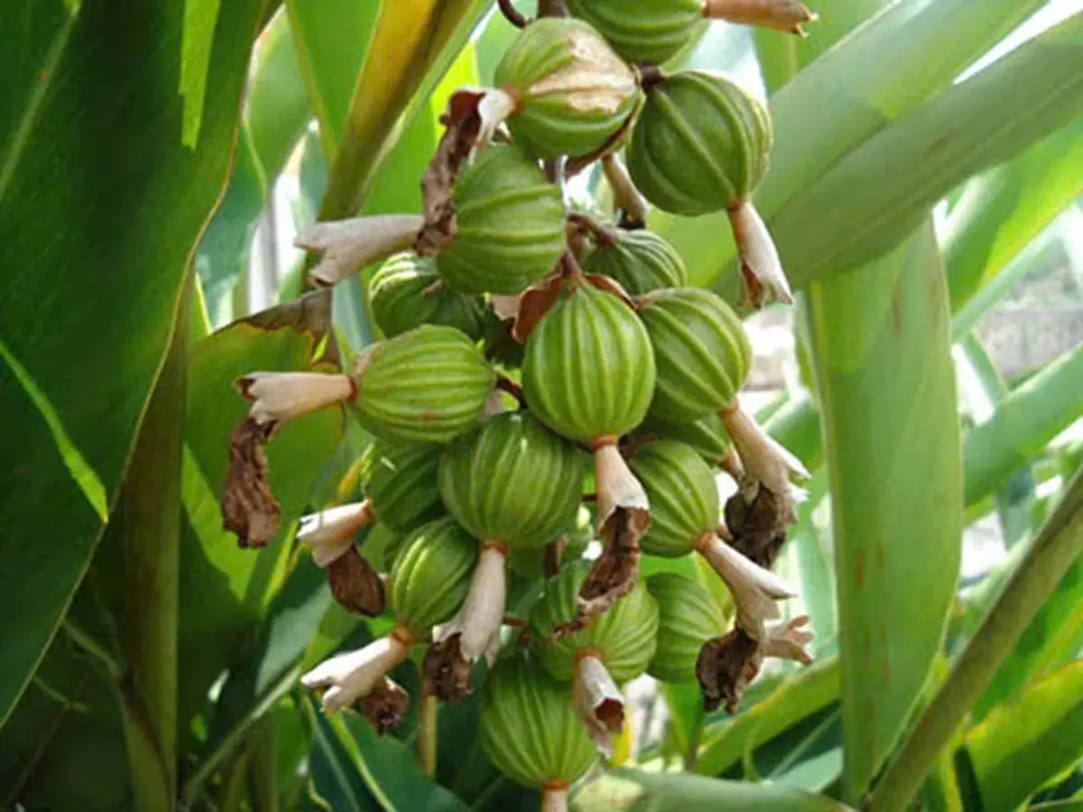 One of the World’s Most Expensive Spices—Only Grown in a Few Countries, Yet Surprisingly Familiar