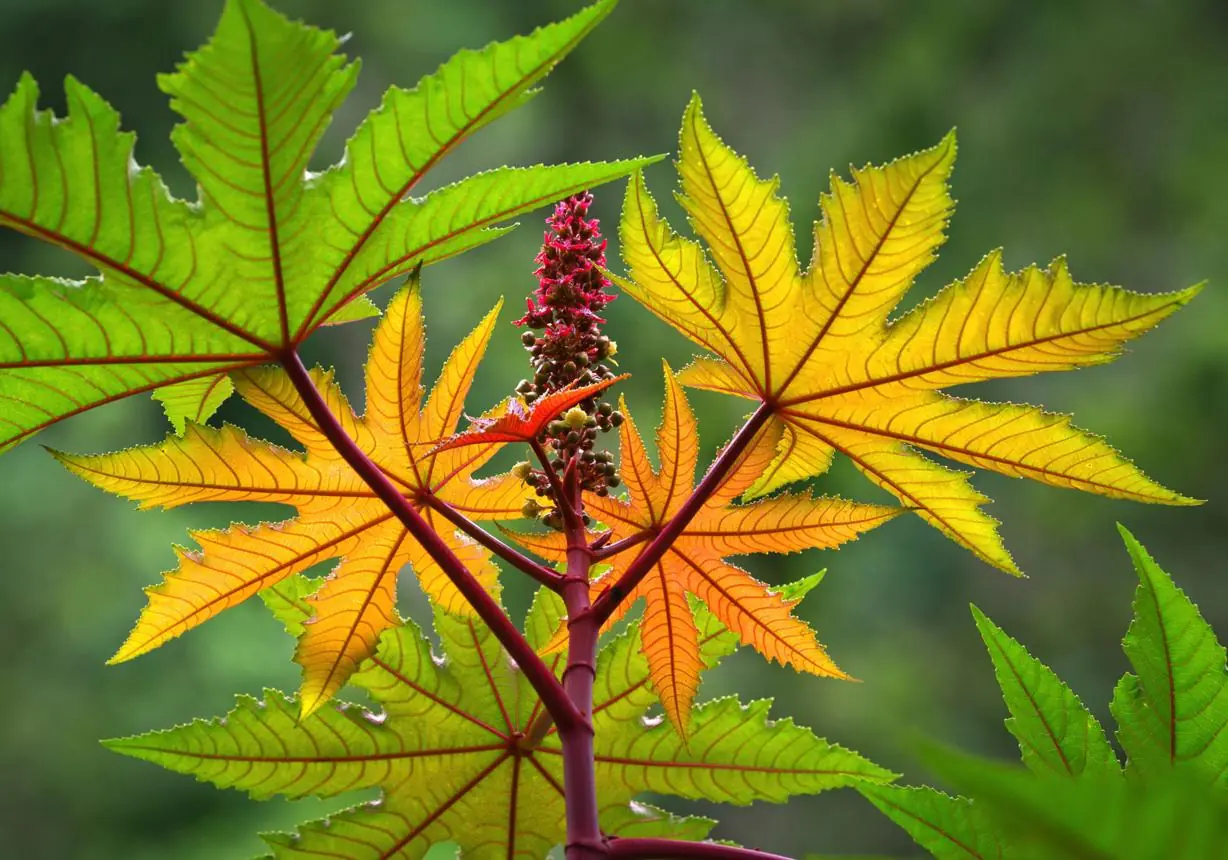 Exploring Natural Wellness: The Potential Benefits of Castor Leaves