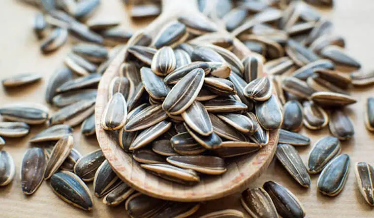 Stop eating sunflower seeds until you understand these 11 facts