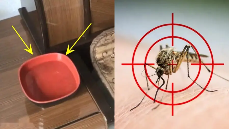 How a bowl of water can repel mosquitoes in an easy and unexpected way