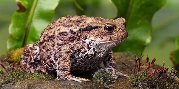 Why a Toad Might Appear in Your Home — And What It Could Mean