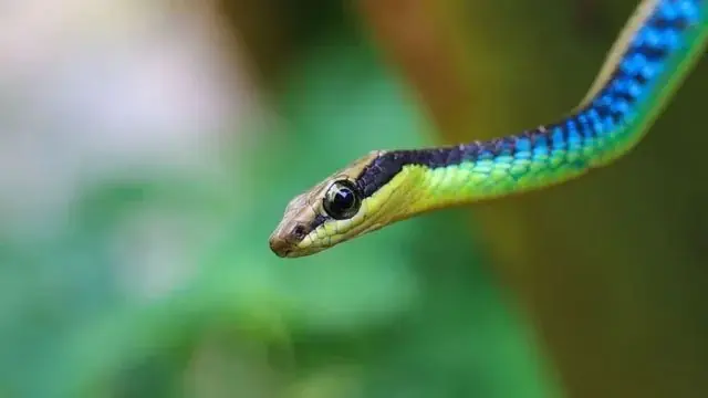 6 common plants that attract snakes and 3 that may help deter them