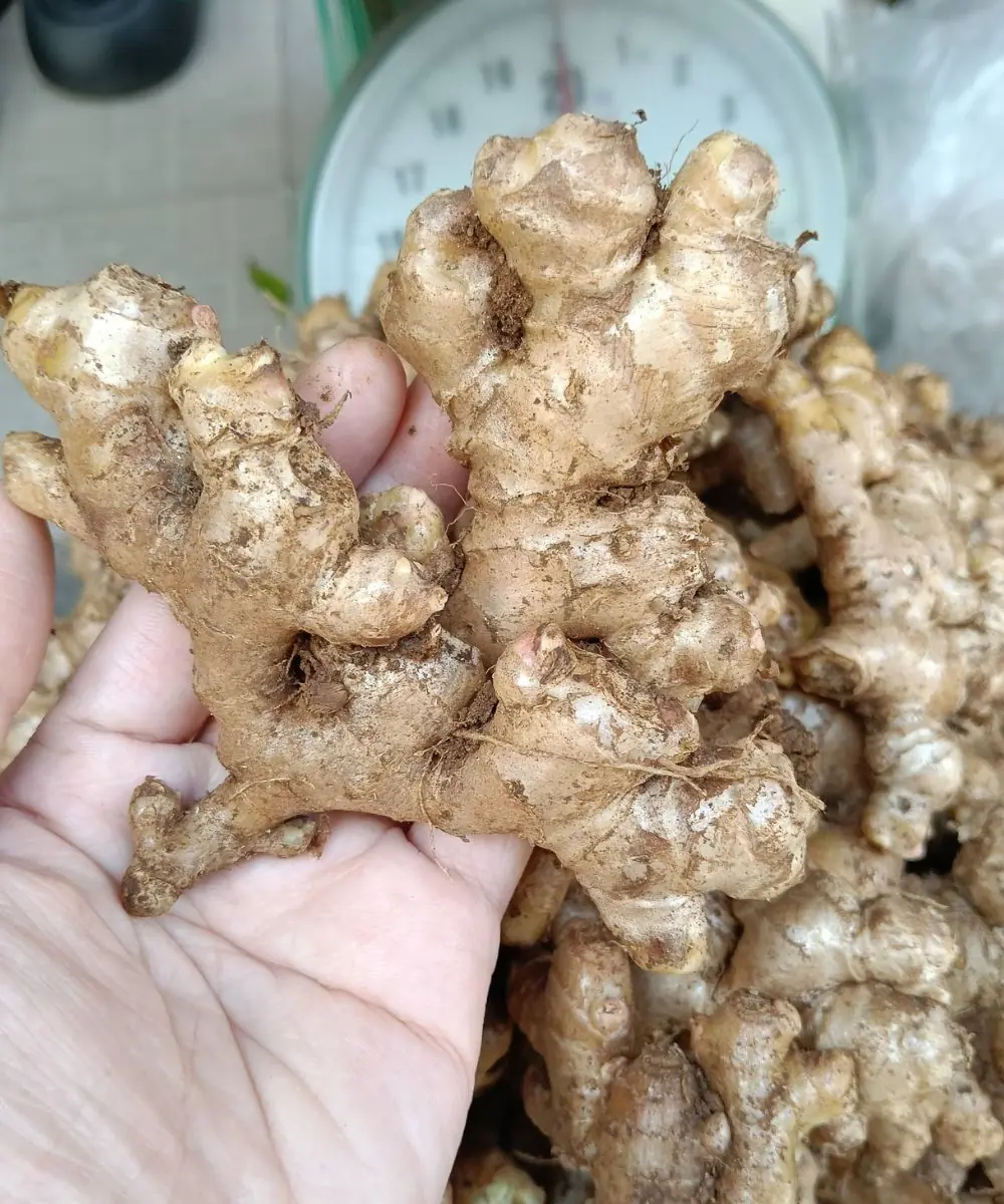 Ginger and Your Health: Benefits, Risks, and What You Should Know
