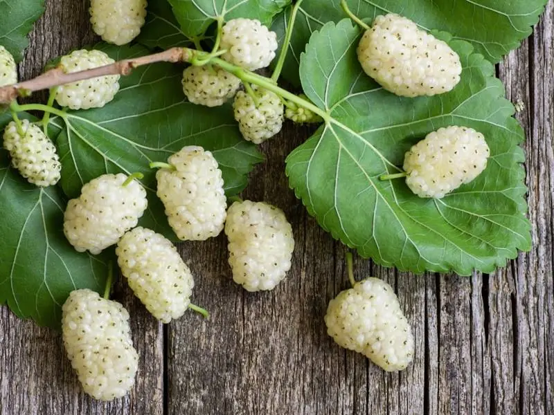 White Mulberry: The Little-Known Tree with Big Health Benefits