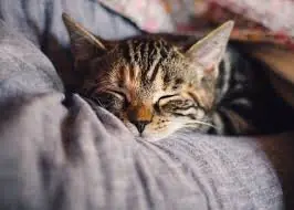 Experts Warn: Sleeping with Cats May Be Linked to This Health Risk