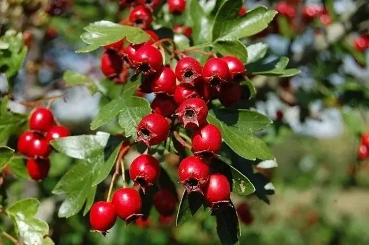 Hawthorn: A Powerful Natural Aid for Cardiovascular and Cholesterol Health