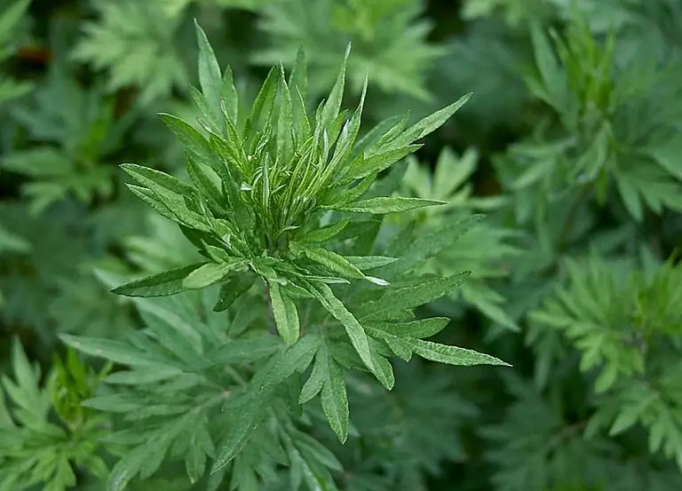 Wormwood: The Underestimated Plant with Surprising Natural Power