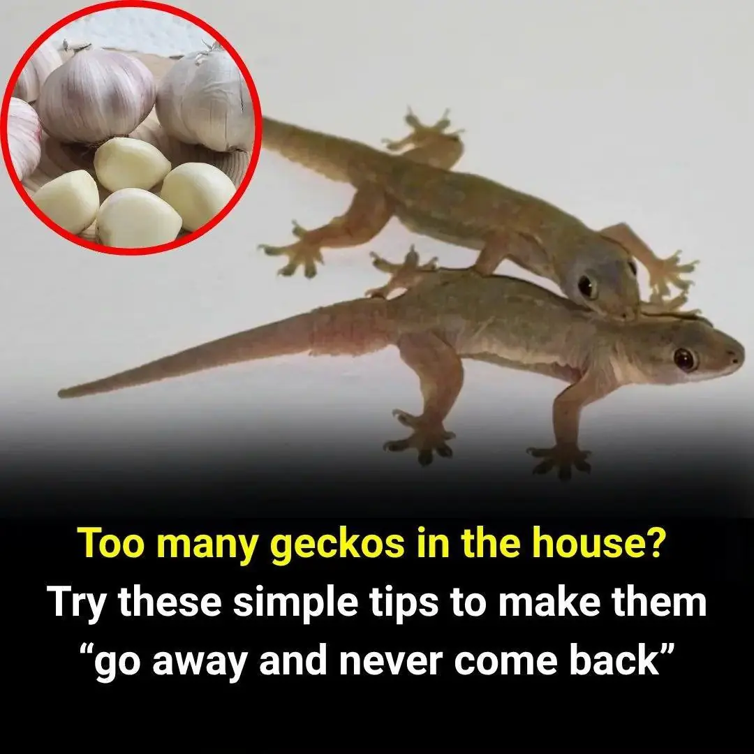 Tips to get rid of geckos from your home