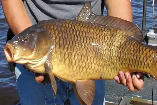 Cheap but few people eat