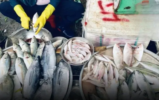 5 Types of Fish High in Mercury