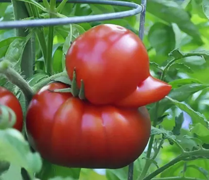 3 types of fruit that can.cer cells love