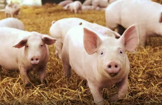 Why don't Americans eat pork?