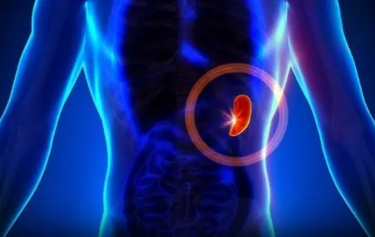 Spleen Cancer: A Rare But Dangerous Disease – You Need To Know!