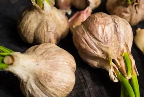 If you see garlic sprouting, don't rush to throw it away