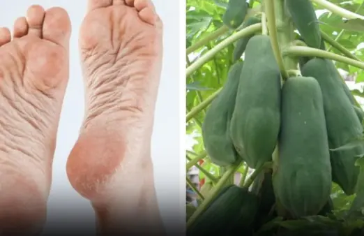 The Incredible Benefits of Papaya Sap: Nature’s Secret Remedy