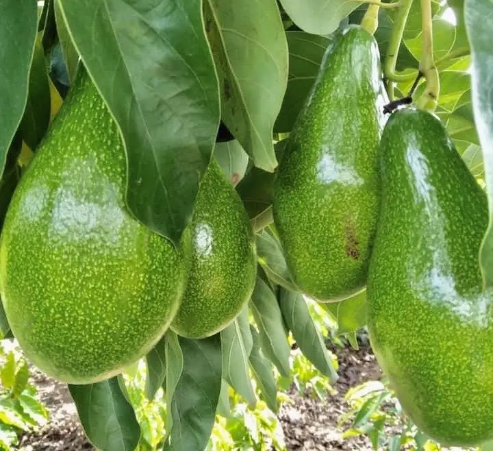 15 powerful health benefits of avocados you should know