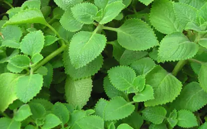 This Common Leaf Could Be the Natural Remedy Your Throat Has Been Waiting For
