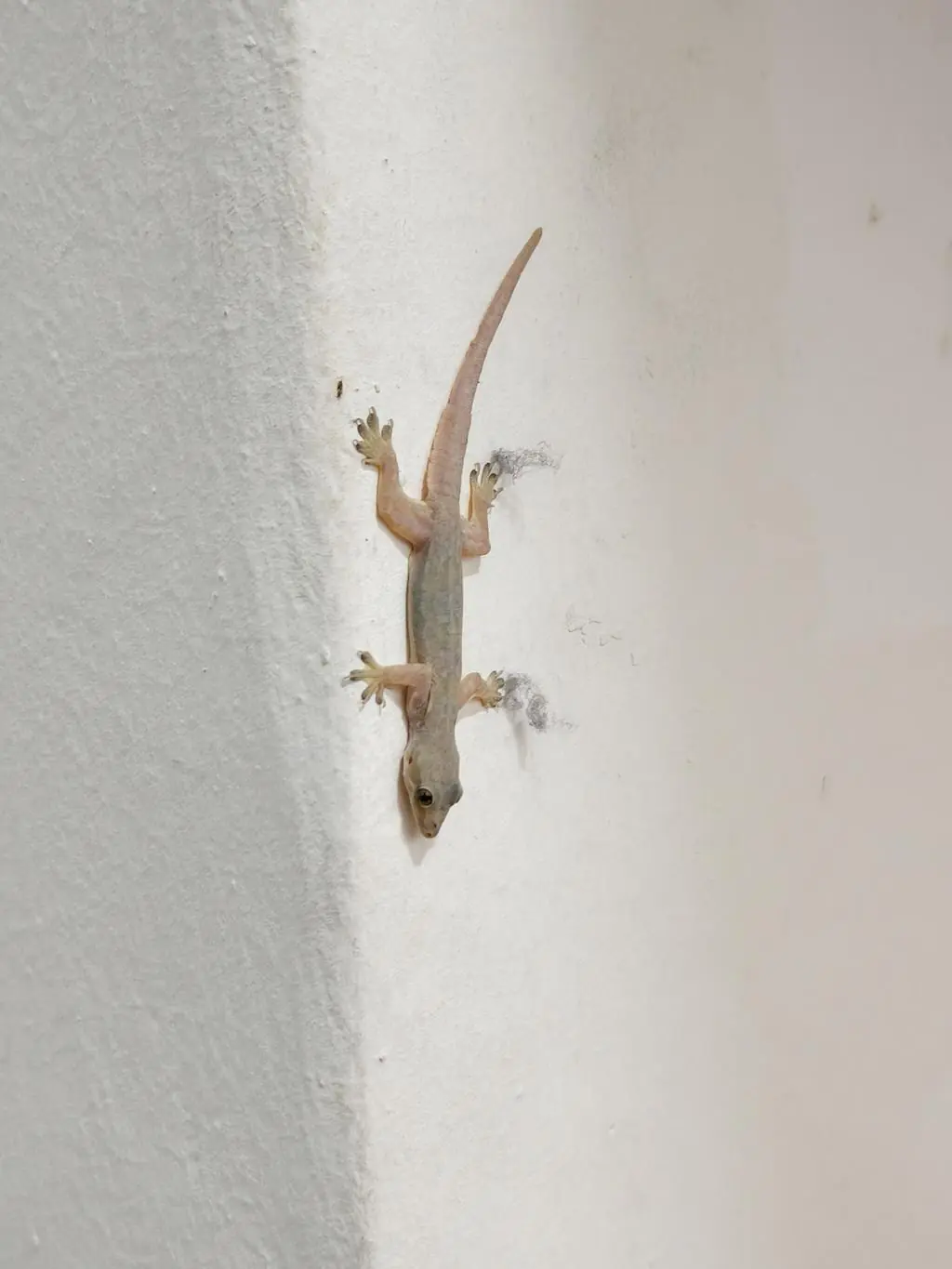 What Does It Mean When You Find a Lizard in Your House?