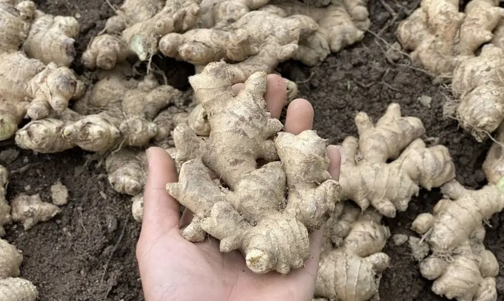 5 Health Problems That May Mean You Should Stay Away from Ginger