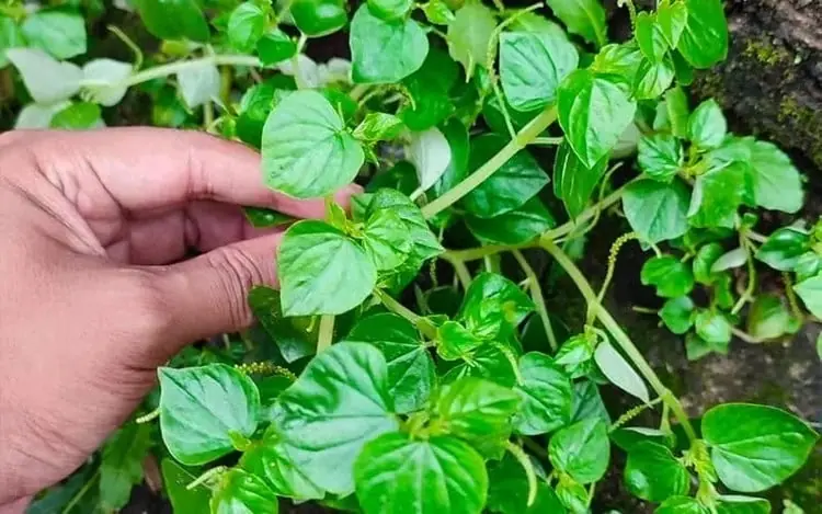 Two Wild Vegetables Said to “Fight Can.cer” Grow Right in Your Garden—But Here’s the Truth