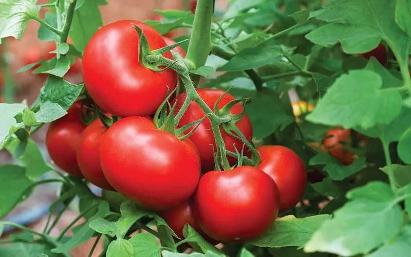 Little-known facts about tomatoes that may surprise you