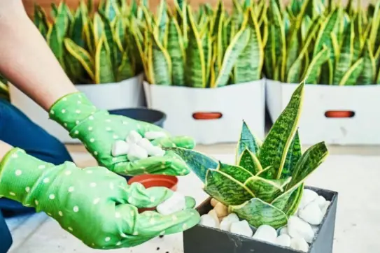 The Feng Shui Meaning of the Tiger Tongue Plant